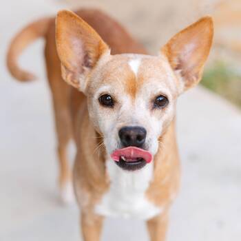 Rescue Chihuahua Dogs for Adoption in Austin, Texas - Addison Rae | PetCurious