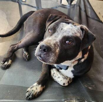 Pit Bull Terrier Dogs Available for Adoption in Clarksburg, Missouri - Max | PetCurious