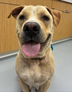 Labrador Retriever and Pit Bull Terrier Dogs Available for Adoption - Lou Lou | PetCurious