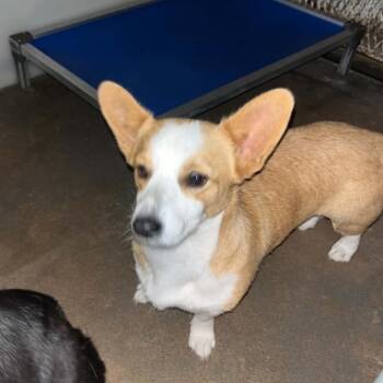 Cardigan Welsh Corgi Dogs Available for Adoption in Stephenville, Texas - Hen | PetCurious
