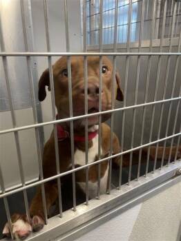 Mixed Breed Dogs Available for Adoption in West Chester, Pennsylvania - Bean | PetCurious