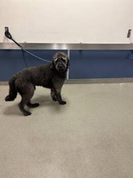 GOLDIE -  Poodle Dog for Adoption in Doral, Florida - GOLDIE | PetCurious