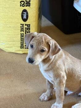 Draco * -  Labrador Retriever Dog for Adoption in West Palm Beach, Florida - Draco * | PetCurious
