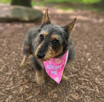 Sadie -  Terrier Dog for Adoption in Wayne, New Jersey - Sadie | PetCurious