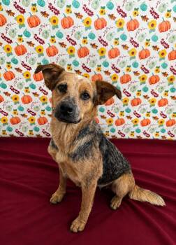 Patience -  Mixed Breed and Australian Cattle Dog Blue Heeler Dog for Adoption in Chickasha, Oklahoma - Patience | PetCurious