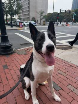 Knox -  Pit Bull Terrier Dog for Adoption in Salem, New Hampshire - Knox | PetCurious