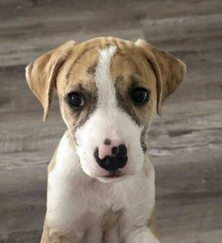 Rescue Mixed Breed Dogs for Adoption in Georgetown, Kentucky - Lego | PetCurious