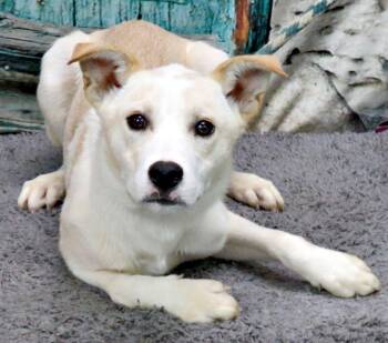 Conner -  Labrador Retriever and Husky Dog for Adoption in Lexington, Virginia - Conner | PetCurious