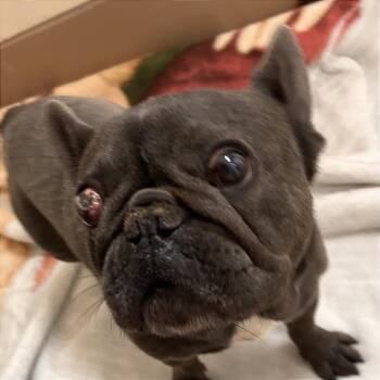Milo -  French Bulldog and Mixed Breed Dog for Adoption in Reno, Nevada - Milo | PetCurious