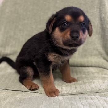 Labrador Retriever and Mixed Breed Dogs Available for Adoption in St. Peters, Missouri - Penne | PetCurious