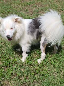 Rescue Australian Shepherd Dogs for Adoption in Troy, Illinois - Brayleigh | PetCurious