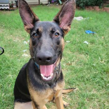 Smokey -  German Shepherd Dog Dog for Adoption in Dallas, Texas - Smokey | PetCurious