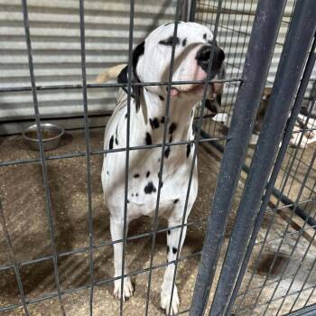 Dalmatian Dogs Available for Adoption in Anahuac, Texas - Posie | PetCurious