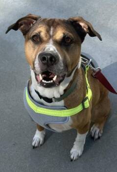 Pretzel -  Hound Dog for Adoption in Hudson, New Hampshire - Pretzel | PetCurious