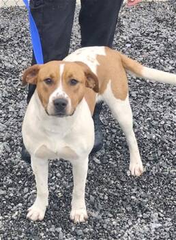 Catahoula Leopard Dog and Labrador Retriever Dogs Available for Adoption - DARLIN | PetCurious