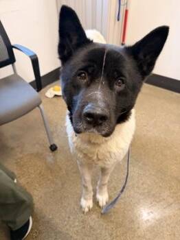 Akita Dogs Available for Adoption in Cleveland, Ohio - Fenway | PetCurious