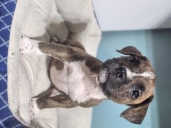 Wynkn -  Pit Bull Terrier and Chihuahua Dog for Adoption in Cosby, Tennessee - Wynkn | PetCurious