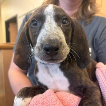 Prepopente -  Hound Dog for Adoption in Morristown, Vermont - Prepopente | PetCurious