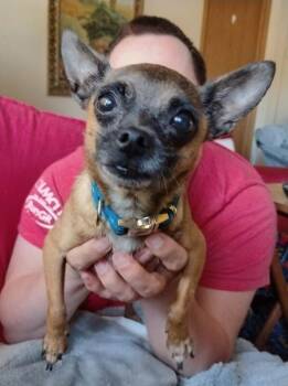 Eli -  Chihuahua Dog for Adoption in Grand Rapids, Michigan - Eli | PetCurious