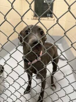 Labrador Retriever and Pit Bull Terrier Dogs Available for Adoption - Pen 192 Smoke | PetCurious