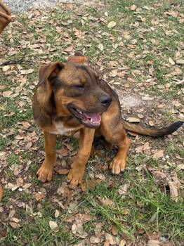 Rambo -  Pit Bull Terrier and Mixed Breed Dog for Adoption in Rockport, Texas - Rambo | PetCurious
