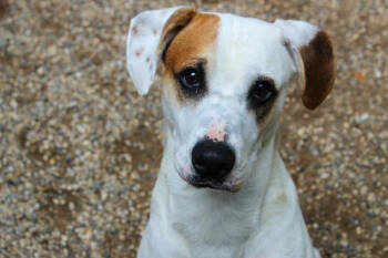 Rescue Hound Dogs for Adoption in Muskegon, Michigan - Nico | PetCurious