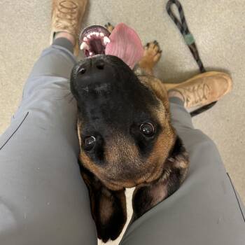 Sakura -  Shepherd Dog for Adoption in Lynchburg, Virginia - Sakura | PetCurious