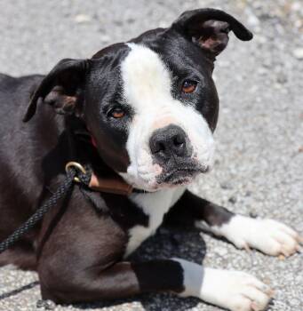 Bulldog Dogs Available for Adoption in Kansas City, Kansas - Cookie (AO36395) | PetCurious