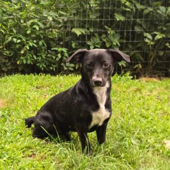 CT Monkey Monkey 22lbs! -  Jack Russell Terrier and Mixed Breed Dog for Adoption in Eastford, Connecticut - CT Monkey Monkey 22lbs! | PetCurious