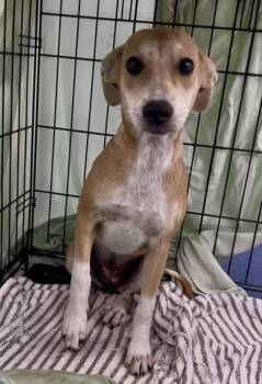 Bambi -  Mixed Breed Dog for Adoption in Charleston, South Carolina - Bambi | PetCurious