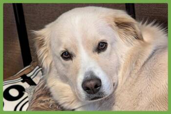 Benson -  German Shepherd Dog and Chow Chow Dog for Adoption in Amherst, Massachusetts - Benson | PetCurious