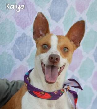 Terrier Dogs Available for Adoption - Kaiya | PetCurious