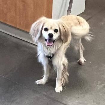 Bozo -  Mixed Breed Dog for Adoption in Pittsburgh, Pennsylvania - Bozo | PetCurious