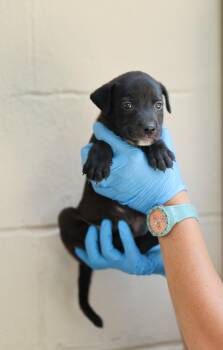 Noah -  Black Labrador Retriever Dog for Adoption in Lucedale, Mississippi - Noah | PetCurious
