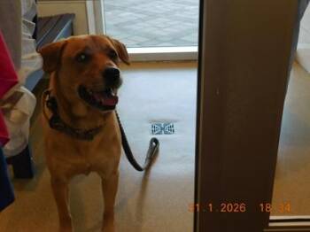 Retriever and Mixed Breed Dogs Available for Adoption - Conroe | PetCurious