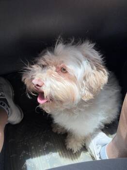 CHICA -  Terrier Dog for Adoption in San Antonio, Texas - CHICA | PetCurious