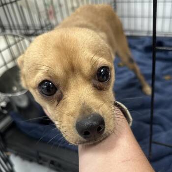 Chupa -  Mixed Breed Dog for Adoption in Philadelphia, Pennsylvania - Chupa | PetCurious