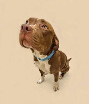 Pit Bull Terrier Dogs Available for Adoption in Ashland, Ohio - Franklin | PetCurious