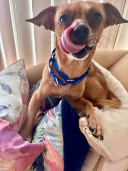 CHICO -  Chihuahua and Rat Terrier Dog for Adoption in Los Angeles, California - CHICO | PetCurious