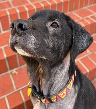 Bon Bon -  Labrador Retriever Dog for Adoption in New Orleans, Louisiana - Bon Bon | PetCurious