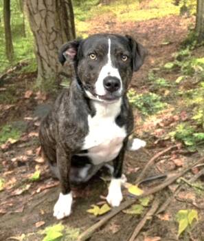 Rescue Boxer Dogs for Adoption in Mississauga, Ontario - Murphy (50 Lbs) | PetCurious