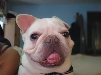 Rescue French Bulldog Dogs for Adoption in Bonney Lake, Washington - DREAMER POTATO | PetCurious