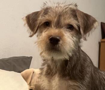 Wirehaired Terrier Dogs Available for Adoption in Longmont, Colorado - Mateo | PetCurious