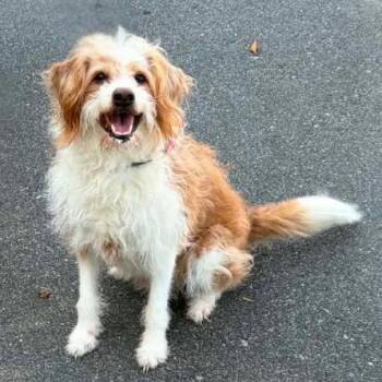 Albert Einstein -  Terrier and Mixed Breed Dog for Adoption in Concord, North Carolina - Albert Einstein | PetCurious