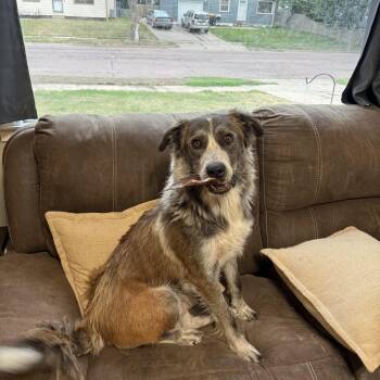 Delta -  Mixed Breed Dog for Adoption in Sioux Falls, South Dakota - Delta | PetCurious
