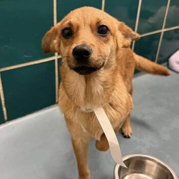 Chihuahua Dogs Available for Adoption in Fort Collins, Colorado - Cali | PetCurious