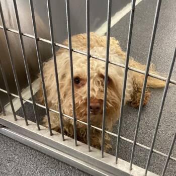 Shags -  Maltese and Mixed Breed Dog for Adoption in Montgomery, Alabama - Shags | PetCurious
