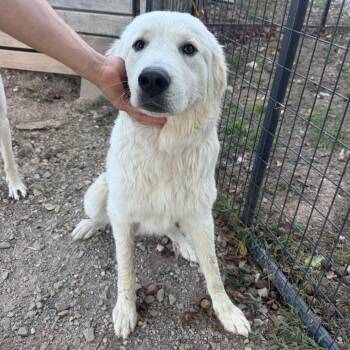 Sarge -  Great Pyrenees Dog for Adoption in Pineville, Missouri - Sarge | PetCurious