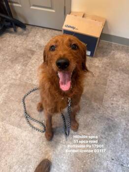 Lucille -  Goldendoodle Dog for Adoption in Pottsville, Pennsylvania - Lucille | PetCurious