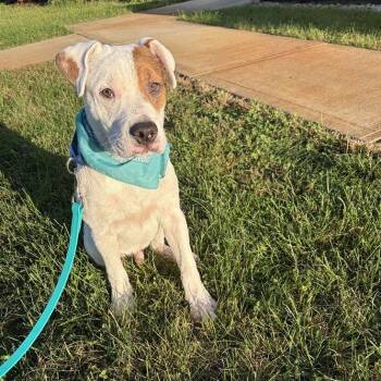 Bumper -  Mixed Breed Dog for Adoption in Canal Winchester, Ohio - Bumper | PetCurious